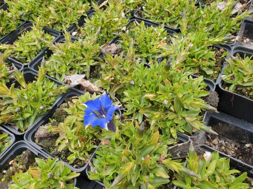 Bild von GENA_Gentiana_acaulis_P0_5__P-3241000001_T-k_K-17_Y-21_56995_aktiv_.jpg