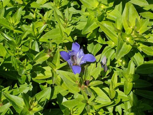 Bild von /bilder/bluehapp/thumb/GENSL_Gentiana_sept__var__lagodechiana_P0_5__P-3246000001_T-b_K-27_Y-19_73355_aktiv_.jpg