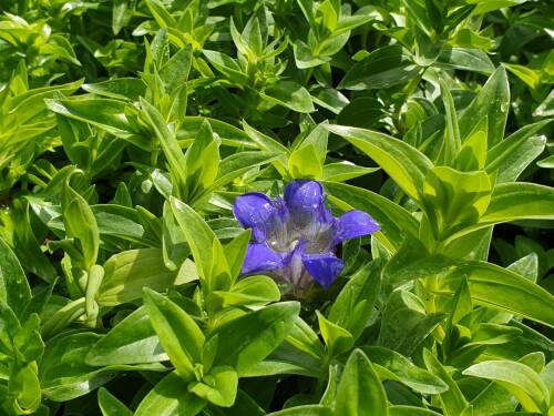 Bild von /bilder/bluehapp/thumb/GENSL_Gentiana_sept__var__lagodechiana_P0_5__P-3246000001_T-k_K-25_Y-19_68811_aktiv_.jpg