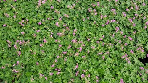 Bild von GERCBE_Geranium_x_cantabr___Berggarten_____P0_5__P-3261007001_T-b_K-24_Y-19_82588_aktiv_.jpg