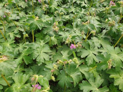 Bild von GERCBE_Geranium_x_cantabr___Berggarten_____P0_5__P-3261007001_T-k_K-19_Y-21_38448_aktiv_.jpg