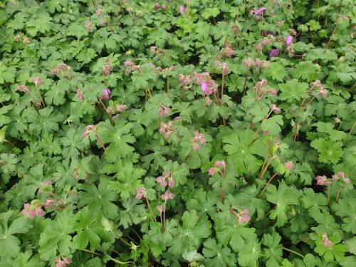 Bild von GERCBE_Geranium_x_cantabr___Berggarten_____P0_5__P-3261007001_T-k_K-20_Y-20_45784_aktiv_.jpg