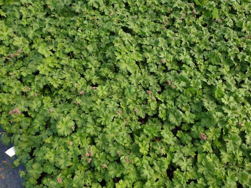 Bild von GERCBE_Geranium_x_cantabr___Berggarten_____P0_5__P-3261007001_T-k_K-22_Y-20_63501_aktiv_.jpg