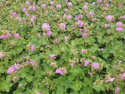 Bild von /bilder/bluehapp/thumb/GERCCA_Geranium_x_cantabr___Cambridge____P0_5__P-3261015001_T-b_K-21_Y-21_49420_aktiv_.jpg