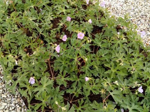 Bild von /bilder/bluehapp/thumb/GERMACH_Geranium_maculatum__Chatto__P1_0__P-3264109001_T-b_K-18_Y-19_90531_aktiv_.jpg