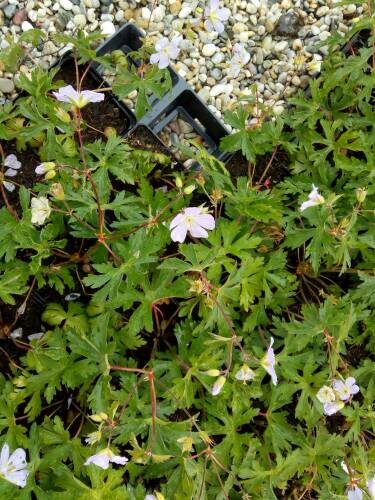 Bild von /bilder/bluehapp/thumb/GERMACH_Geranium_maculatum__Chatto__P1_0__P-3264109001_T-b_K-20_Y-19_57875_aktiv_.jpg