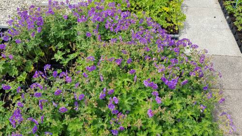 Bild von /bilder/bluehapp/thumb/GERMARO_Geranium_x_magnificum__Rosemoor_____P0_5__P-3264010001_T-b_K-25_Y-19_60541_aktiv_.jpg