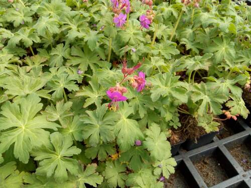 Bild von /bilder/bluehapp/thumb/GERMBV_Geranium_macrorr___Bevans_Variety___P0_5__P-3263705601_T-b_K-18_Y-19_85835_aktiv_.jpg
