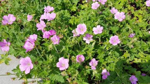 Bild von /bilder/bluehapp/thumb/GEROCD_Geranium_x_oxon___Claridge_Druce____P0_5__P-3264610001_T-b_K-23_Y-19_30215_aktiv_.jpg