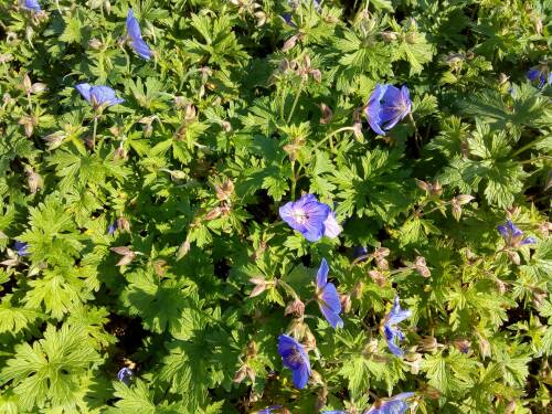 Bild von /bilder/bluehapp/thumb/GERPJB_Geranium_x_pratense__Johnsons_Blue__P0_5__P-3265510001_T-b_K-21_Y-19_10595_aktiv_.jpg