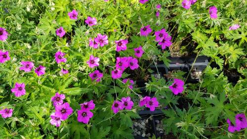 Bild von /bilder/bluehapp/thumb/GERPSPA_Geranium_psilostemon__Patricia___P1_0__P-3265820001_T-b_K-23_Y-19_50492_aktiv_.jpg