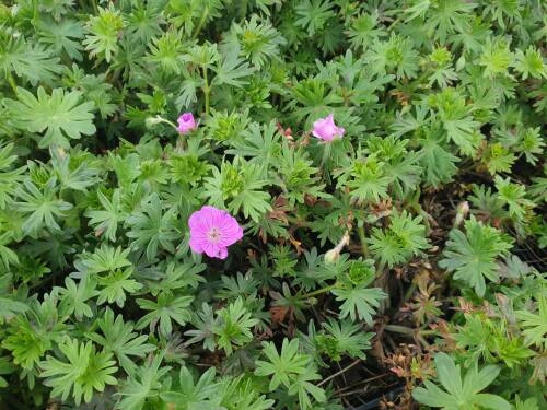 Bild von /bilder/bluehapp/thumb/GERSEL_Geranium_sanguineum__Elsbeth_____P0_5__P-3267017001_T-k_K-20_Y-20_69465_aktiv_.jpg