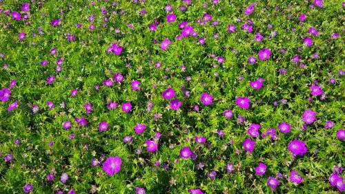 Bild von /bilder/bluehapp/thumb/GERSFA_Geranium_sanguin___Feu_d_Automne__P0_5__P-3267017501_T-b_K-24_Y-19_61631_aktiv_.jpg