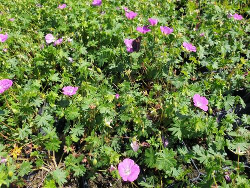 Bild von /bilder/bluehapp/thumb/GERSIN_Geranium_sanguineum__Inverness_____P0_5__P-3267019001_T-b_K-24_Y-20_76770_aktiv_.jpg