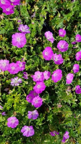 Bild von /bilder/bluehapp/thumb/GERSNA_Geranium_sanguineum__Nanum____P0_5__P-3267018001_T-b_K-23_Y-19_89175_aktiv_.jpg