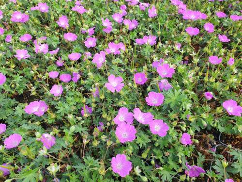 Bild von /bilder/bluehapp/thumb/GERSNA_Geranium_sanguineum__Nanum____P0_5__P-3267018001_T-b_K-25_Y-21_62116_aktiv_.jpg