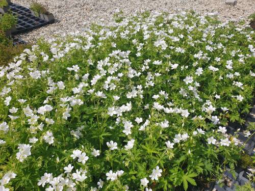 Bild von /bilder/bluehapp/thumb/GERSYAL_Geranium_sylvaticum__Album_Li_P0_5__P-3267910001_T-b_K-21_Y-21_26233_aktiv_.jpg