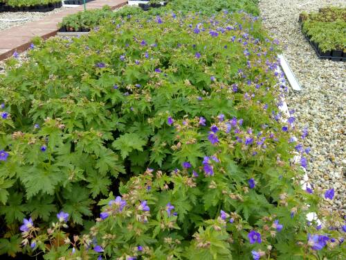 Bild von /bilder/bluehapp/thumb/GERSYMA_Geranium_sylvaticum__Mayflower____P0_5__P-3267925001_T-b_K-20_Y-19_59413_aktiv_.jpg