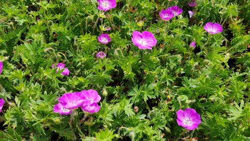 Bild von /bilder/bluehapp/thumb/GERS_Geranium_sanguineum_P0_5__P-3267000001_T-b_K-23_Y-19_52895_aktiv_.jpg