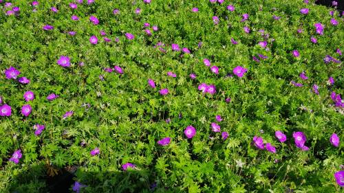 Bild von /bilder/bluehapp/thumb/GERS_Geranium_sanguineum_P0_5__P-3267000001_T-b_K-24_Y-19_17676_aktiv_.jpg