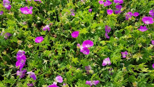 Bild von /bilder/bluehapp/thumb/GERS_Geranium_sanguineum_P0_5__P-3267000001_T-b_K-25_Y-19_50137_aktiv_.jpg