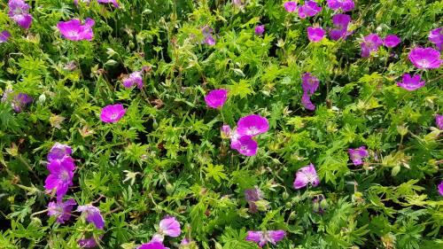 Bild von /bilder/bluehapp/thumb/GERS_Geranium_sanguineum_P0_5__P-3267000001_T-b_K-25_Y-19_50137_aktiv_.jpg