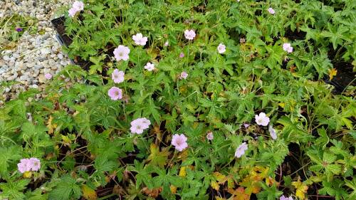 Bild von /bilder/bluehapp/thumb/GERV_Geranium_versicolor_P0_5__P-3268200001_T-b_K-23_Y-19_62731_aktiv_.jpg