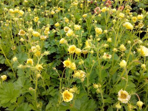 Bild von /bilder/bluehapp/thumb/GEUCGI_Geum_chiloense__Gimlet__P1_0__P-3281518001_T-b_K-20_Y-19_43968_aktiv_.jpg