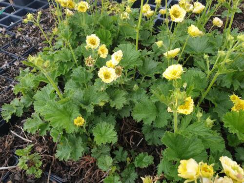 Bild von /bilder/bluehapp/thumb/GEUCGI_Geum_chiloense__Gimlet__P1_0__P-3281518001_T-b_K-20_Y-20_26592_aktiv_.jpg