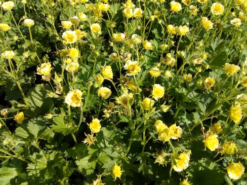 Bild von /bilder/bluehapp/thumb/GEUCGI_Geum_chiloense__Gimlet__P1_0__P-3281518001_T-b_K-21_Y-19_31814_aktiv_.jpg