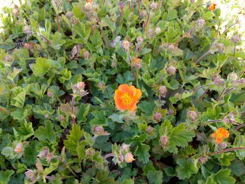 Bild von /bilder/bluehapp/thumb/GEUHSI_Geum_x_heldreichii__Sigiswang__P0_5__P-3282515001_T-b_K-16_Y-19_10613_aktiv_.jpg