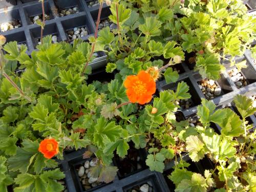 Bild von /bilder/bluehapp/thumb/GEUHSI_Geum_x_heldreichii__Sigiswang__P0_5__P-3282515001_T-b_K-18_Y-19_69916_aktiv_.jpg