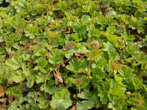 Bild von /bilder/bluehapp/thumb/GEUHSI_Geum_x_heldreichii__Sigiswang__P0_5__P-3282515001_T-k_K-15_Y-19_82238_aktiv_.jpg