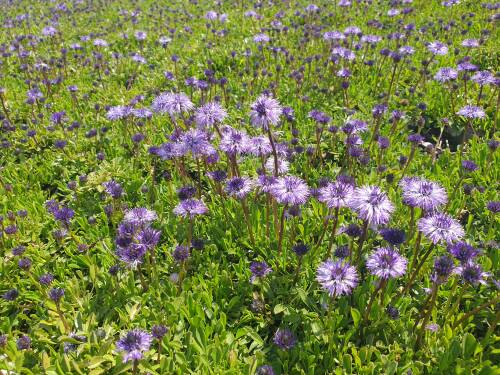 Bild von /bilder/bluehapp/thumb/GLOC_Globularia_cordifolia_P0_5__P-3381000001_T-b_K-21_Y-21_35659_aktiv_.jpg