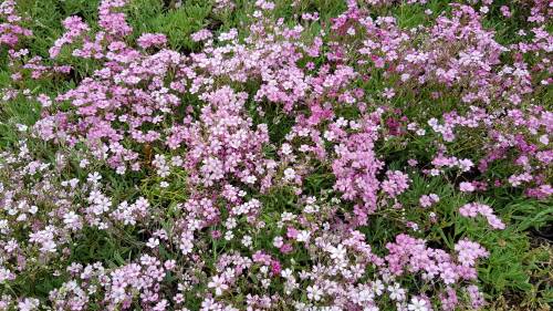 Bild von /bilder/bluehapp/thumb/GYPRRO_Gypsophila_repens__Rosea__P0_5__P-3443020001_T-b_K-23_Y-19_40741_aktiv_.jpg