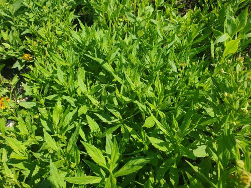 Bild von /bilder/bluehapp/thumb/HELHDA_Helenium_x_cult___Dauerbrenner____P1_0__P-3482516001_T-k_K-32_Y-20_33576_aktiv_.jpg