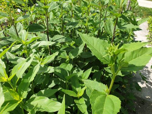 Bild von Helianthus decapetalus Morgensonne