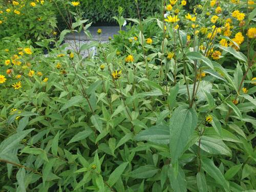 Bild von /bilder/bluehapp/thumb/HELIADMO_Helianthus_dec___Morgensonne____P1_0__P-3521518001_T-k_K-37_Y-20_75012_aktiv_.jpg