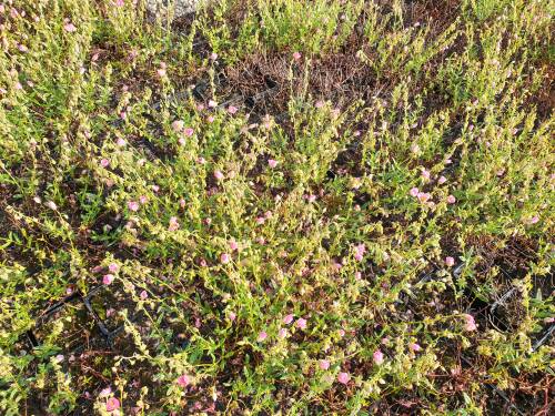 Bild von /bilder/bluehapp/thumb/HELIHLP_Helianthemum_x_cult___Lawresons_PinkP0_5__P-3501569001_T-b_K-23_Y-21_52446_aktiv_.jpg