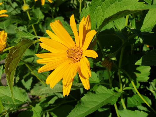 Bild von /bilder/bluehapp/thumb/HELIOSKA_Heliopsis_scabra__Karat__P1_0__P-3561035001_T-b_K-36_Y-19_77073_aktiv_.jpg