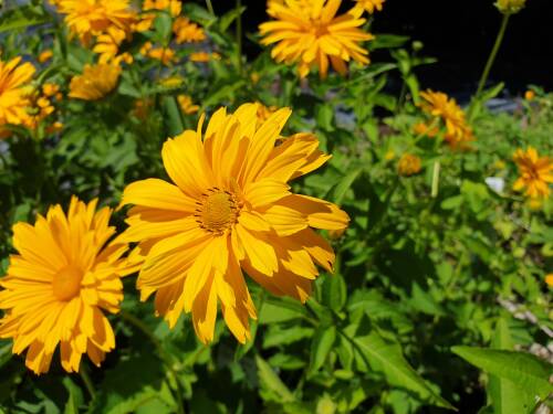 Bild von /bilder/bluehapp/thumb/HELIOSMA_Heliopsis_scabra__Mars__P1_0__P-3561040001_T-b_K-27_Y-19_38165_aktiv_.jpg