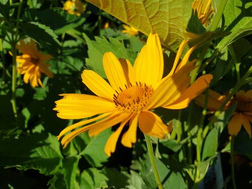 Bild von /bilder/bluehapp/thumb/HELIOSMA_Heliopsis_scabra__Mars__P1_0__P-3561040001_T-b_K-36_Y-19_58950_aktiv_.jpg