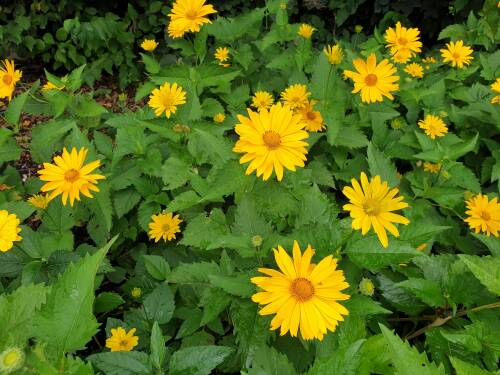 Bild von /bilder/bluehapp/thumb/HELIOSMA_Heliopsis_scabra__Mars__P1_0__P-3561040001_T-b_K-36_Y-20_12776_aktiv_.jpg