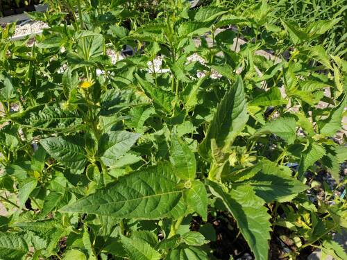 Bild von HELIOSMA_Heliopsis_scabra__Mars__P1_0__P-3561040001_T-k_K-24_Y-19_27394_aktiv_.jpg