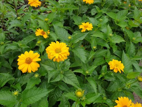 Bild von /bilder/bluehapp/thumb/HELIOSSO_Heliopsis_scabra__Sonnenschild__P1_0__P-3561050001_T-b_K-36_Y-20_74896_aktiv_.jpg