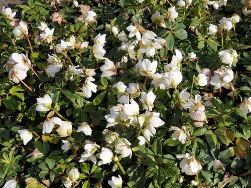 Bild von /bilder/bluehapp/thumb/HELLN_Helleborus_niger___P0_5__P-3582000001_T-b_K-13_Y-20_37202_aktiv_.jpg