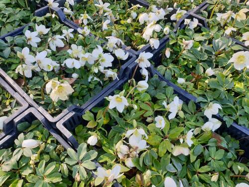 Bild von /bilder/bluehapp/thumb/HELLN_Helleborus_niger___P0_5__P-3582000001_T-b_K-13_Y-21_18389_aktiv_.jpg