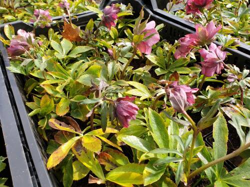 Bild von Helleborus x-orient. Double-Crown