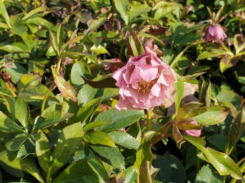 Bild von /bilder/bluehapp/thumb/HELLODEP_Helleborus_orientalis__Double_E_Pin_P1_0__P-3582521001_T-b_K-13_Y-20_52700_aktiv_.jpg
