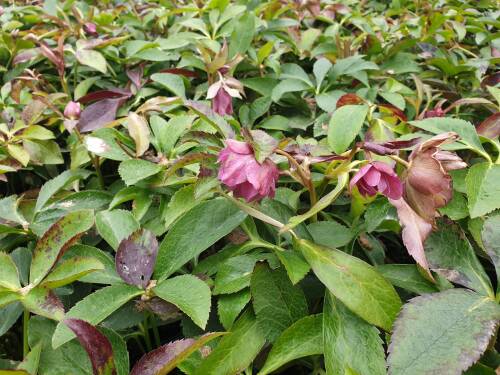 Bild von Helleborus orientalis Double-E.Pink